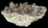 Dogtooth Calcite Crystal Cluster - Morocco #57385-2